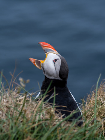 View of an Atlantic puffin with its beak open perched on a grassy cliff edge at Borgarfjordur eystri in Bakkagerdi Mulathing Iceland. View of an Atlantic puffin with its beak open perched on a grassy cliff edge at Borgarfjordur eystri in Bakkagerdi Mulathing Iceland.
