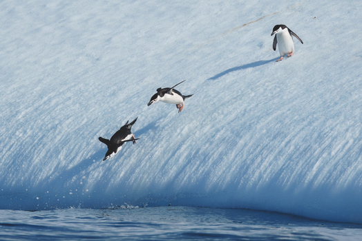 View of chinstrap penguins jumping and diving from a textured blue iceberg into the cold ocean water Antarctica. View of chinstrap penguins jumping and diving from a textured blue iceberg into the cold ocean water Antarctica.