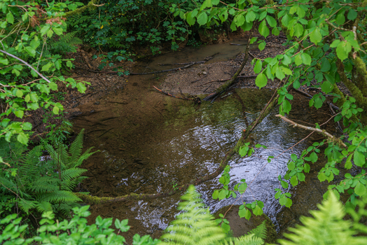 View of a clear stream flowing through the lush green woodland of Deer Park surrounded by ferns mossy rocks and overhanging tree branches in Looe Cornwall United Kingdom. View of a clear stream flowing through the lush green woodland of Deer Park surrounded by ferns mossy rocks and overhanging tree branches in Looe Cornwall United Kingdom.