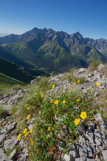 View of yellow wildflowers blooming on a rocky slope with the jagged peaks of Zdiarska vidla in the Belianske Tatry mountains under a blue sky in Zdiar Presov Region Slovakia. View of yellow wildflowers blooming on a rocky slope with the jagged peaks of Zdiarska vidla in the Belianske Tatry mountains under a blue sky in Zdiar Presov Region Slovakia.