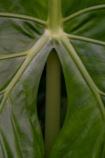 View of a close up of a large green leaf showing its intricate vein structure and central stem attachment in Vietnam. View of a close up of a large green leaf showing its intricate vein structure and central stem attachment in Vietnam.