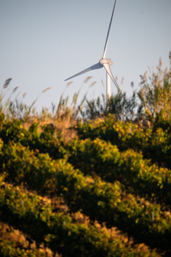 Aerial view of a wind turbine rising above rows of lush green vines in a vineyard in Portugal. Aerial view of a wind turbine rising above rows of lush green vines in a vineyard in Portugal.