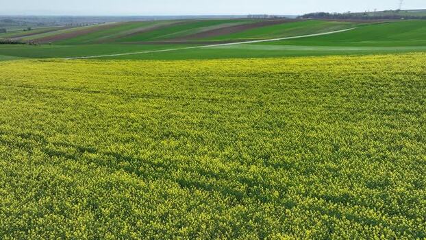 Aerial view of yellow fields near Wintzenheim France.
