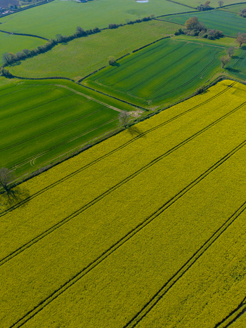 Aerial view of vibrant yellow rapeseed fields and lush green pastures separated by hedgerows in the countryside of Stone England United Kingdom. Aerial view of vibrant yellow rapeseed fields and lush green pastures separated by hedgerows in the countryside of Stone England United Kingdom.