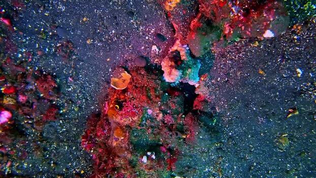 View of colorful coral reef on the seabed in Bali Indonesia.