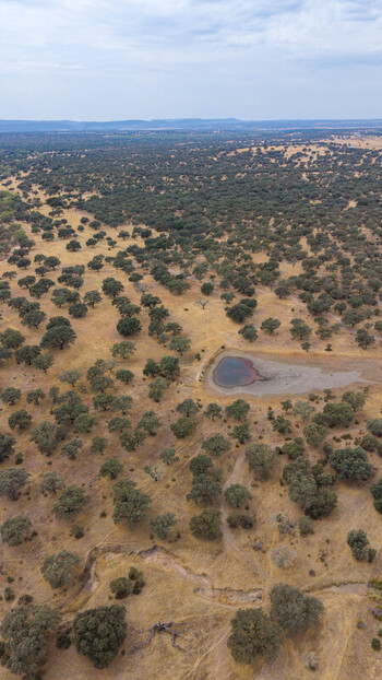Aerial view of the dehesa landscape with scattered holm oak trees dry golden grass and a small pond in the countryside of Navalmoral de la Mata Extremadura Spain.