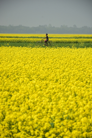 View of a person riding a bicycle through a vibrant field of yellow mustard flowers in Kushtia District Khulna Division Bangladesh. View of a person riding a bicycle through a vibrant field of yellow mustard flowers in Kushtia District Khulna Division Bangladesh.