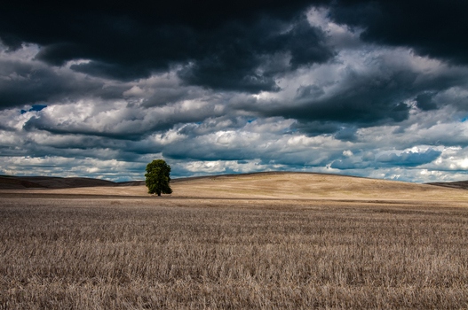 View of a lone tree standing in a vast harvested field under a dramatic dark cloudy sky in the Palouse region of Whitman County Washington United States.