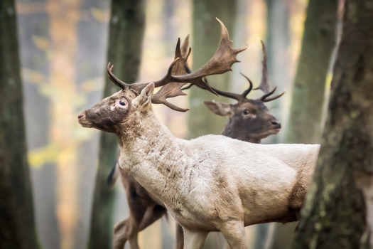 View of two fallow deer one light colored and one dark standing among the trees in a forest in Debrzno Pomeranian Voivodeship Poland. View of two fallow deer one light colored and one dark standing among the trees in a forest in Debrzno Pomeranian Voivodeship Poland.