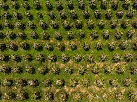 Aerial view of a dragon fruit farm with rows of pitaya plants in a lush green field in Vietnam. Aerial view of a dragon fruit farm with rows of pitaya plants in a lush green field in Vietnam.