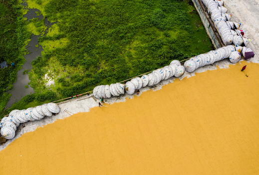 Brahmanbaria Chittagong Division Bangladesh 15 August 2021 Aerial view of rice grains drying on a concrete surface lined with traditional conical hats with lush green fields nearby.