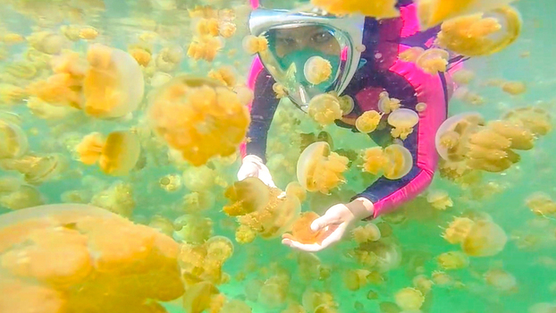 View of a snorkeler wearing a full face mask and wetsuit interacting with numerous golden jellyfish in the clear water of Kakaban Lake Kecamatan Teluk Bayur Kalimantan Timur Indonesia.