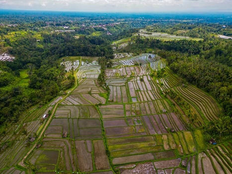 Aerial view of Tegallalang Rice Terrace featuring lush green terraced paddies tropical vegetation and irrigation channels in Kecamatan Tegallalang Bali Indonesia.