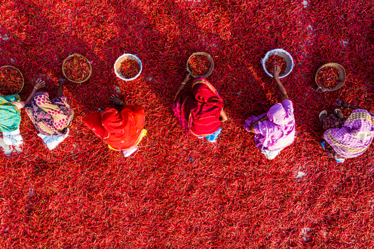 Bogura Rajshahi Division Bangladesh 06 March 2022 Aerial view of women in colorful saris sorting and drying red chili peppers on the ground.
