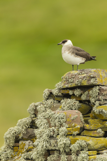 View of an Arctic Skua perched on a lichen covered stone wall in Shetland United Kingdom. View of an Arctic Skua perched on a lichen covered stone wall in Shetland United Kingdom.