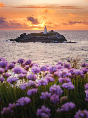 View of Godrevy Lighthouse on a rocky island at sunset with purple sea thrift flowers in the foreground Hayle Cornwall United Kingdom.