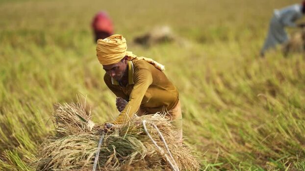 View of a farmer harvesting rice in a field in Natore Bangladesh. View of a farmer harvesting rice in a field in Natore Bangladesh.