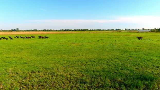 Aerial view of horses in the Danube Delta Romania. Aerial view of horses in the Danube Delta Romania.