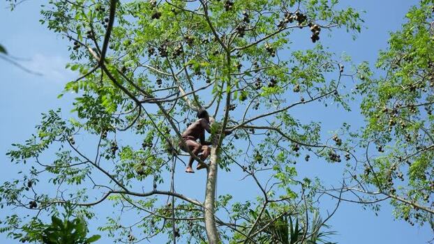 View of a man climbing a tall tree to harvest fruit Bangladesh. View of a man climbing a tall tree to harvest fruit Bangladesh.