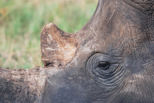 View of a rhinoceros showing detailed skin texture and eye in Welgevonden Game Reserve Waterberg District Municipality Limpopo South Africa.