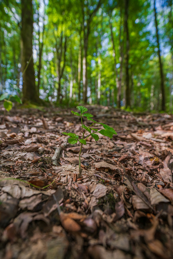 View of a small green sapling growing from the forest floor covered in dry brown leaves in Deer Park Looe Cornwall United Kingdom. View of a small green sapling growing from the forest floor covered in dry brown leaves in Deer Park Looe Cornwall United Kingdom.