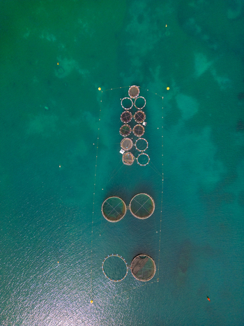 Aerial view of circular fish farm cages floating in the turquoise Mediterranean waters near Port d Andratx Balearic Islands Spain. Aerial view of circular fish farm cages floating in the turquoise Mediterranean waters near Port d Andratx Balearic Islands Spain.