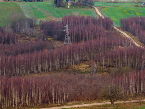 Aerial view of dense rows of reddish brown leafless trees and green agricultural fields with an electricity pylon and a winding dirt road in Lithuania. Aerial view of dense rows of reddish brown leafless trees and green agricultural fields with an electricity pylon and a winding dirt road in Lithuania.