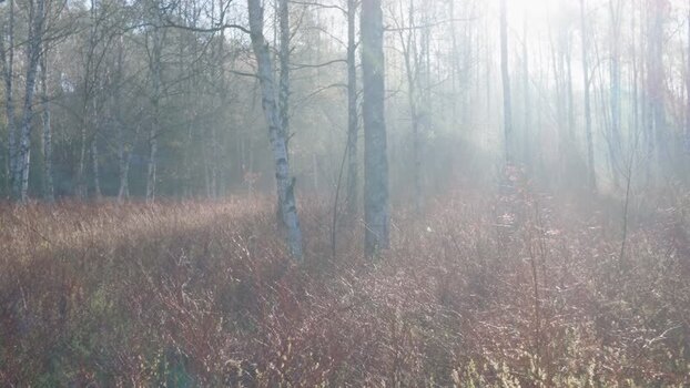 View of birch trees in the morning mist in Sweden.