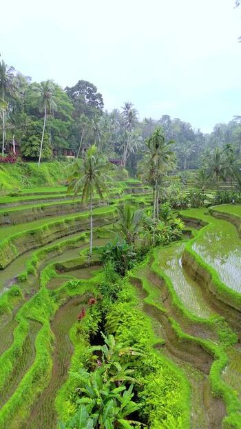 Aerial view of Tegallalang Rice Terrace and palm trees Indonesia. Aerial view of Tegallalang Rice Terrace and palm trees Indonesia.