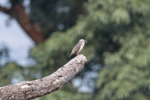 View of a Chestnut tailed Starling perched on a branch with its beak open against a backdrop of lush green foliage in Dehong Dai and Jingpo Autonomous Prefecture Yunnan China. View of a Chestnut tailed Starling perched on a branch with its beak open against a backdrop of lush green foliage in Dehong Dai and Jingpo Autonomous Prefecture Yunnan China.