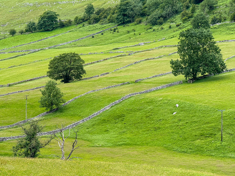 View of rolling green hills with traditional dry stone walls scattered trees and grazing sheep in the countryside Hawes England United Kingdom. View of rolling green hills with traditional dry stone walls scattered trees and grazing sheep in the countryside Hawes England United Kingdom.