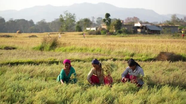 View of women working in a field in Dang Nepal.