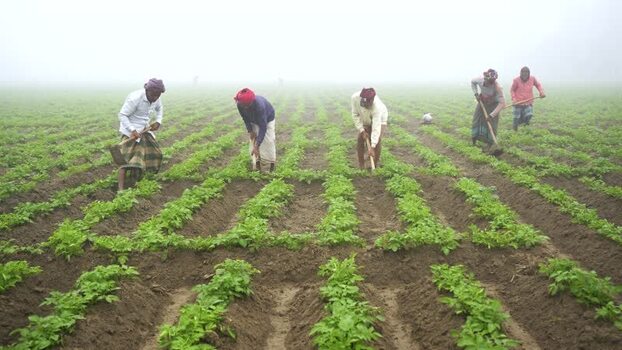 View of farmers working in a potato field in Bogura Bangladesh. View of farmers working in a potato field in Bogura Bangladesh.