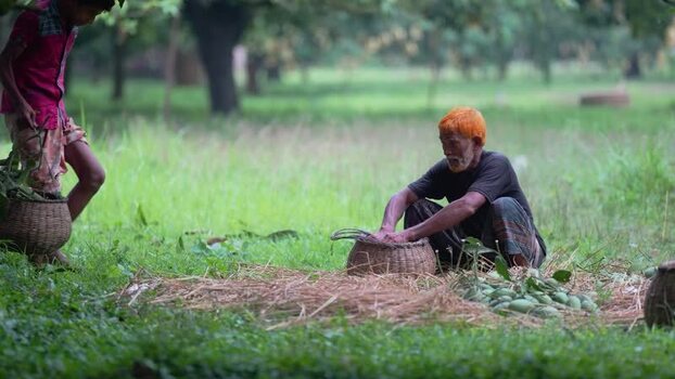 View of a farmer sorting mangoes into wicker baskets Bangladesh.