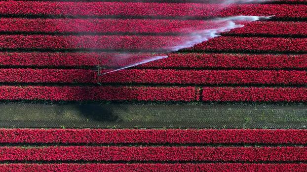 Aerial view of red tulip fields with irrigation Netherlands.
