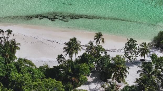 Aerial view of a tropical beach with palm trees and clear water Maldives. Aerial view of a tropical beach with palm trees and clear water Maldives.