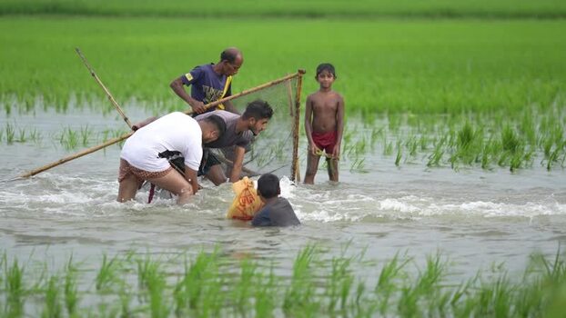 View of people fishing in a flooded rice field Bangladesh.