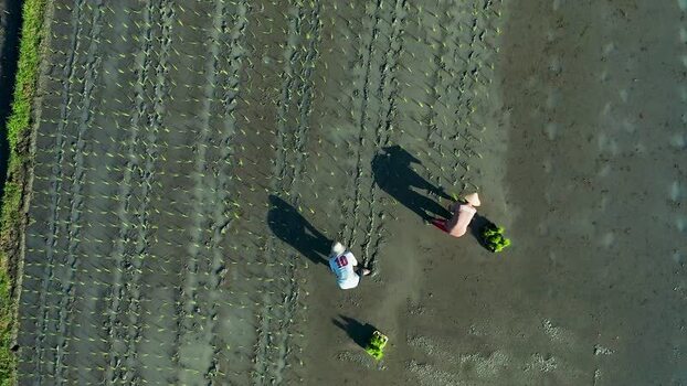 Aerial view of farmers planting rice in a muddy paddy field Indonesia. Aerial view of farmers planting rice in a muddy paddy field Indonesia.
