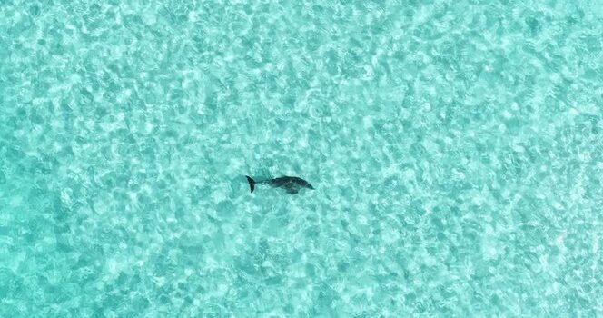Aerial view of a dolphin swimming in turquoise waters Maldives.