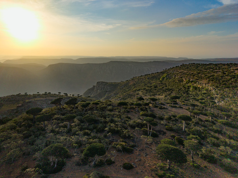 Aerial view of the sun kissing the Dragon s Blood Trees casting long shadows across the rugged terrain Firmihin Socotra Yemen.