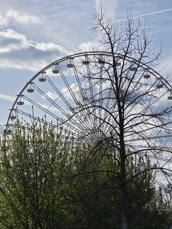 View of a large Ferris wheel rising behind lush green trees and a bare tree against a blue sky in Hanover Lower Saxony Germany.