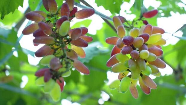 View of ripening grapes on a vine in Bogura Bangladesh. View of ripening grapes on a vine in Bogura Bangladesh.