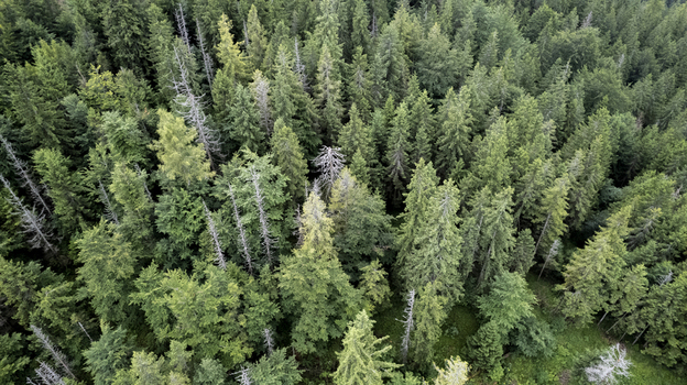 Aerial view of the dense coniferous forest of Vernarske Chvalabohu with lush green canopy and scattered dry trees in Vernar Presovsky kraj Slovakia. Aerial view of the dense coniferous forest of Vernarske Chvalabohu with lush green canopy and scattered dry trees in Vernar Presovsky kraj Slovakia.