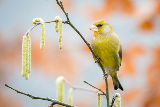 View of a European greenfinch perched on a thin branch with yellow catkins against a soft blurred background in Debrzno Pomeranian Voivodeship Poland.