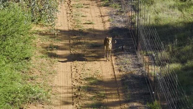 Aerial view of a cheetah walking on a dirt road in South Africa.