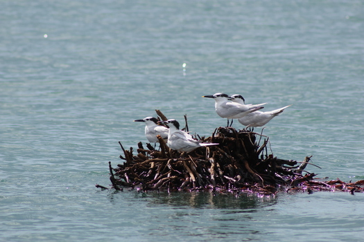View of a cluster of terns perched atop a nest of dark twigs and seaweed floating serenely on the tranquil blue ocean Quepos Puntarenas Province Costa Rica.