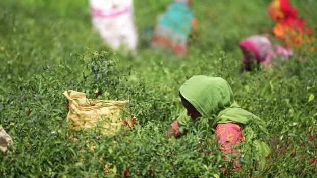 View of women harvesting red chilies in a field Bangladesh. View of women harvesting red chilies in a field Bangladesh.