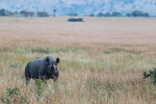 View of a black rhinoceros standing in the tall dry grass of the savanna at Welgevonden Game Reserve in Waterberg District Municipality Limpopo South Africa.