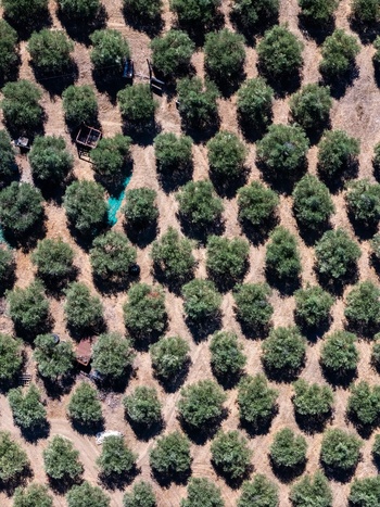 Aerial view of an olive grove with rows of trees planted in dry soil in Elvas Portalegre District Portugal. Aerial view of an olive grove with rows of trees planted in dry soil in Elvas Portalegre District Portugal.