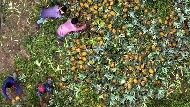 Aerial view of workers harvesting pineapples in a field Bangladesh.